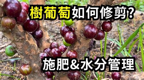 樹葡萄盆栽照顧|[農園] 樹葡萄平常怎麼照顧到開花結果